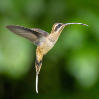 Long-billed Hermit
